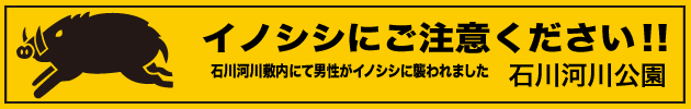 イノシシにご注意下さい！