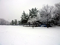 2月11日久宝寺緑地に雪が積もりました。
