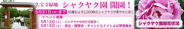 久宝寺緑地でシャクヤク園が開園！