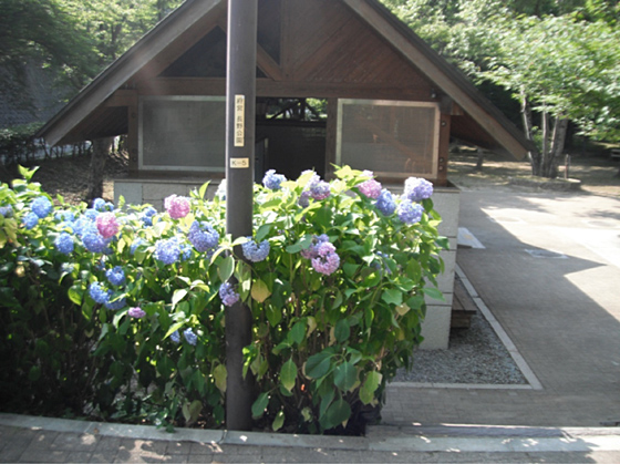 長野公園あじさい開花状況（６月２０日現在。キャンプ場内）