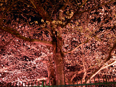 ラブリーホールの夜桜ライトアップ