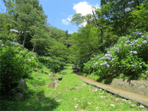 長野公園の紫陽花情報