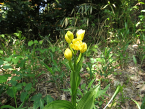 キンラン（Cephalanthera falcata）