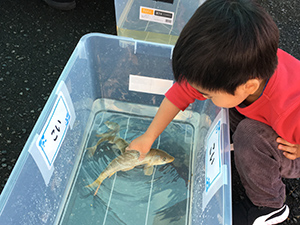 奥河内.meフェスティバル移動水族館 レポート