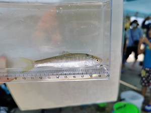 Family Nature Program 2020 石川中流での魚とり観察会①レポート