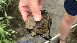 Family Nature Program 2020 石川中流での魚とり観察会②レポート