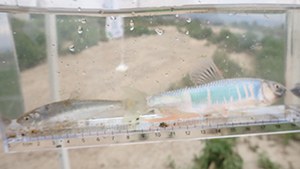 Family Nature Program 2020 石川中流での魚とり観察会②レポート