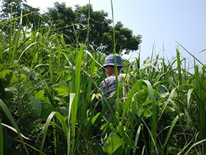 「石川自然クラブ」石川の希少種を守る！自然ボランティア