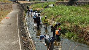 Family Nature Program 2020 飛鳥川での魚とり観察会②