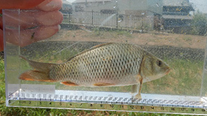 Family Nature Program 2020 飛鳥川での魚とり観察会②
