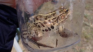 Family Nature Program 2020 飛鳥川での魚とり観察会②