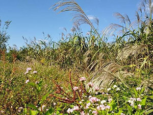 「石川自然クラブ」石川の希少種を守る！自然ボランティア