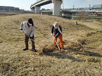 カヤネズミ保護草地のクズ根茎マーキング 