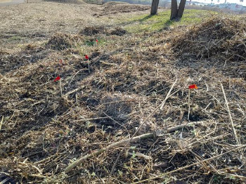 カヤネズミ保護草地のクズ根茎マーキング 