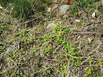 カヤネズミ保護草地のクズ根茎マーキング 