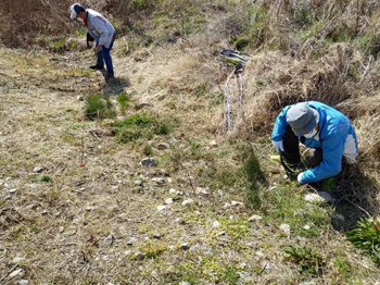 カヤネズミ保護草地のクズ根茎マーキング 