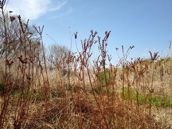 カヤネズミ保護草地のクズ根茎マーキング 