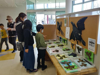 カヤネズミ保護草地のクズ根茎マーキング 