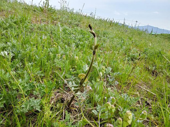 オギ草地のクズ取り、A地区の草花観察と開花記録 