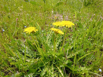 オギ草地のクズ取り、A地区の草花観察と開花記録 