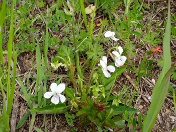 オギ草地のクズ取り、A地区の草花観察と開花記録 