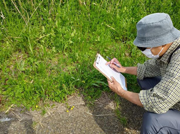 オギ草地のクズ取り、A地区の草花観察と開花記録 
