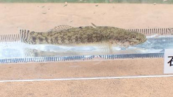 Family Nature Program 2021石川中流での魚とり観察会①