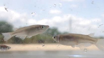 Family Nature Program 2021石川中流での魚とり観察会②