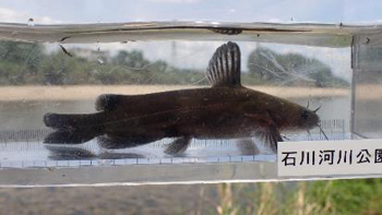 Family Nature Program 2021石川中流での魚とり観察会②