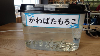 触れる水族館＠自然の学校 水の学校 in ゆいテラス レポート 