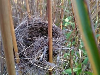 カヤネズミ草地のアレチウリ、クズ等の除去作業 