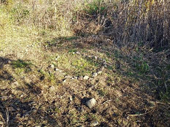 カヤネズミ草地のアレチウリ、クズ等の除去作業