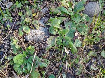 カヤネズミ草地のアレチウリ、クズ等の除去作業