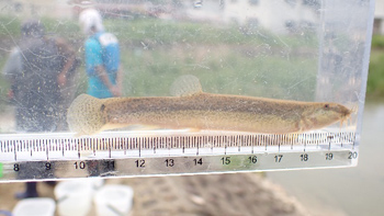 Family Nature Program 2022 飛鳥川での魚とり観察会