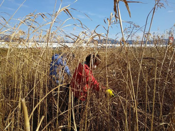 「石川自然クラブ」石川の希少種を守る！自然ボランティア 