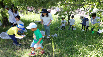 「秋の公園でバッタと遊ぼう！」 屋外に出てバッタを採集しました