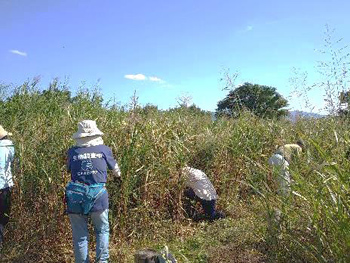 オギ移植地の手入れ