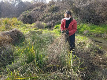 「石川自然クラブ」石川の希少種を守る！自然ボランティア 
