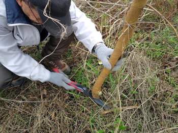 「石川自然クラブ」石川の希少種を守る！自然ボランティア 