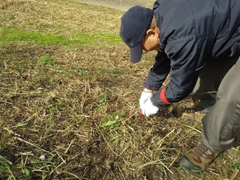 「石川自然クラブ」石川の希少種を守る！自然ボランティア：クズ根のマーキング