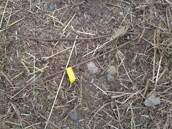 「石川自然クラブ」石川の希少種を守る！自然ボランティア ：マーキングされたクズ根