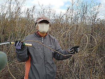 「石川自然クラブ」活動の様子：地面に這い伸びたクズのつるを刈り取りました