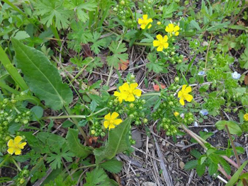 「石川自然クラブ」活動の様子：ヘビイチゴ