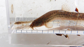 生後間もないドジョウの稚魚と成魚