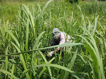 「石川自然クラブ」活動の様子：作業している参加者