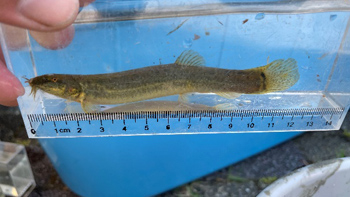 ドジョウの成魚