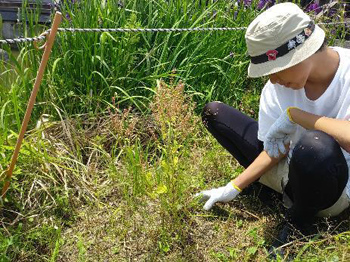 絶滅危惧種タコノアシのようすも観察