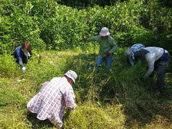 繁茂しているオギやカヤツリグサなどを除草