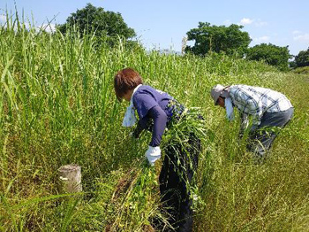 入り込んだクズやヒメジョオンの引き抜き作業