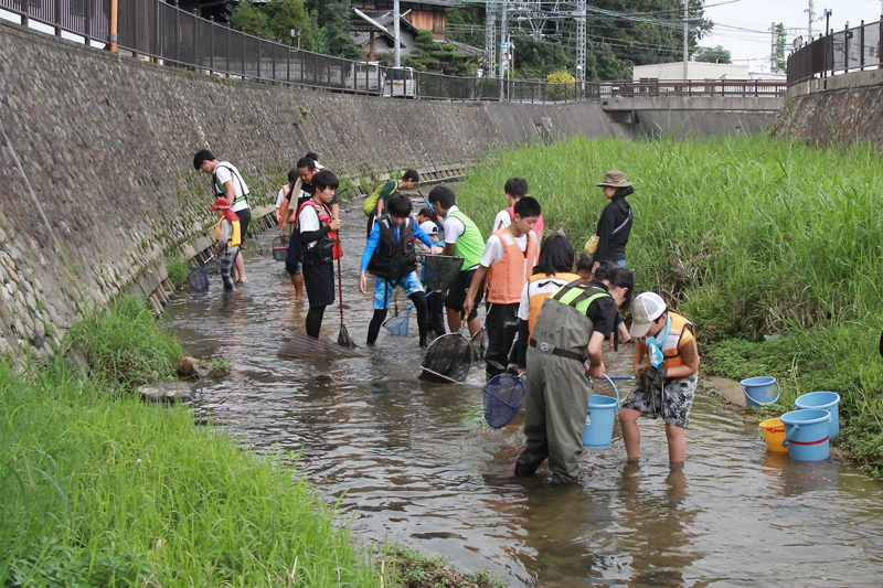 飛鳥川での魚とり観察会の様子の画像